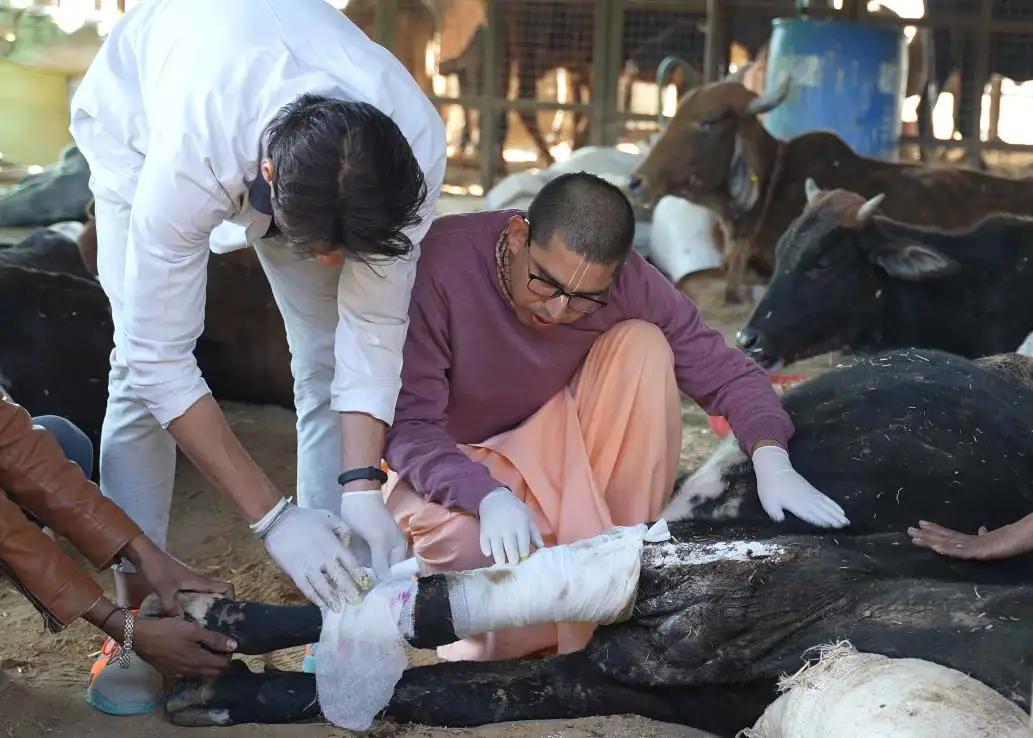 Cow Treatment Seva