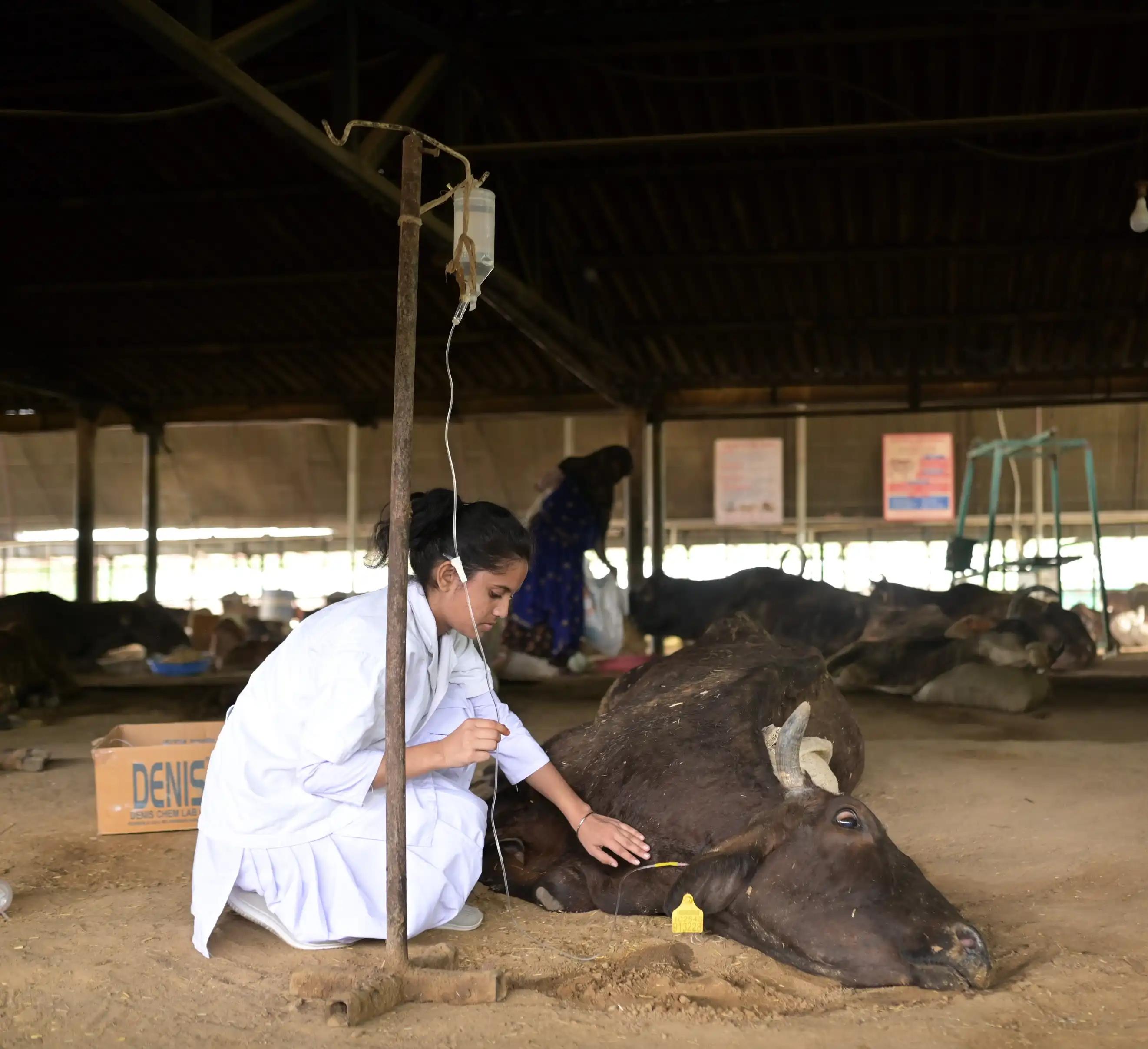 Medicines Kit for Cows