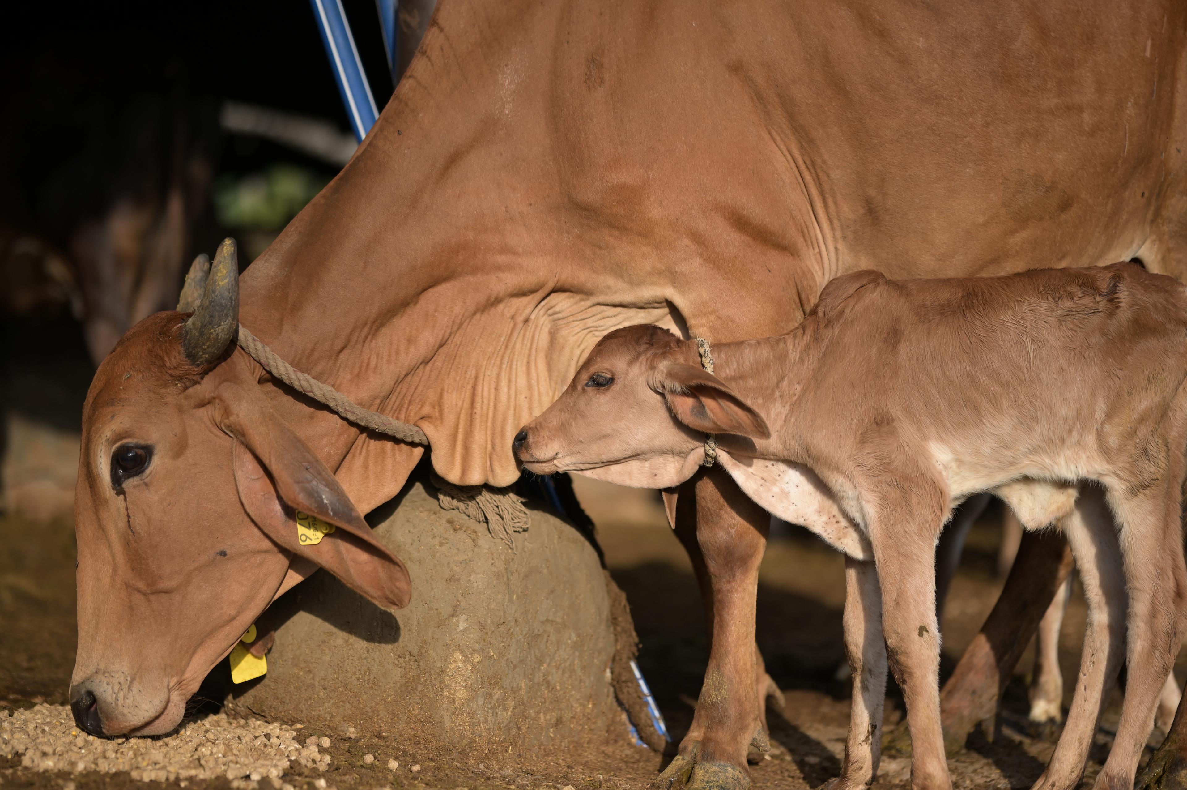 Gau Seva