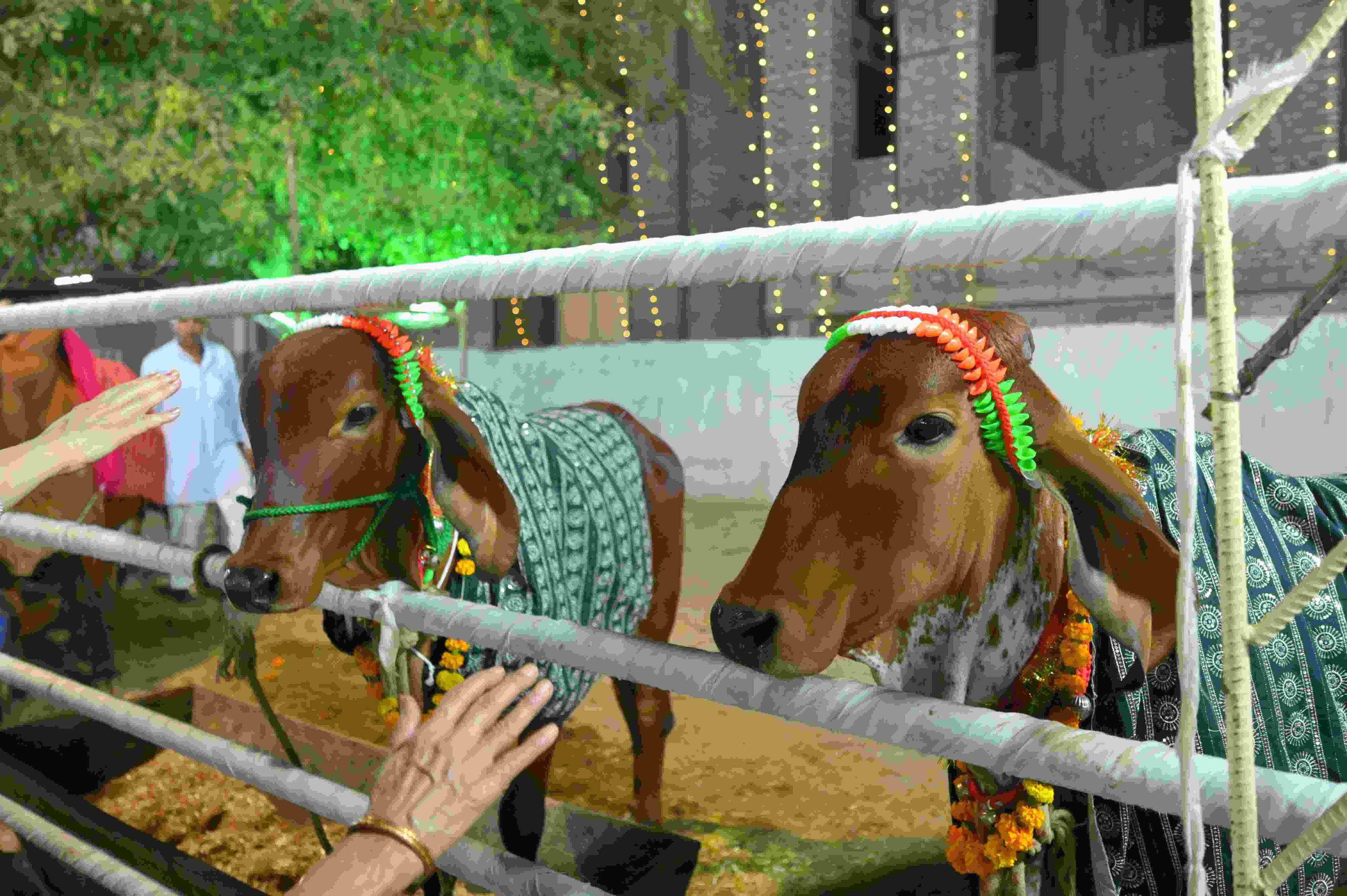 Gau Seva