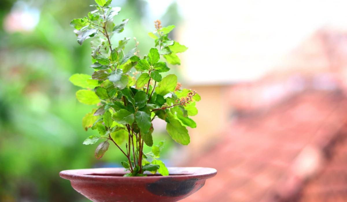 Tulsi Daan Seva ( तुलसी दान सेवा )